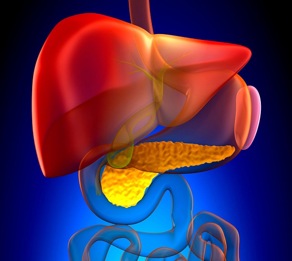 Role of Gallbladder in digestion