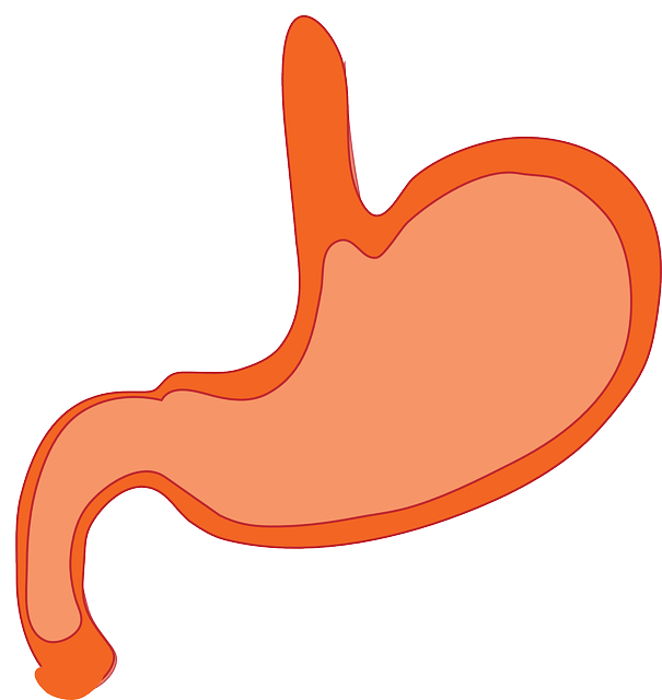 What Is the Difference Between Gastric Sleeve and Gastric Bypass?